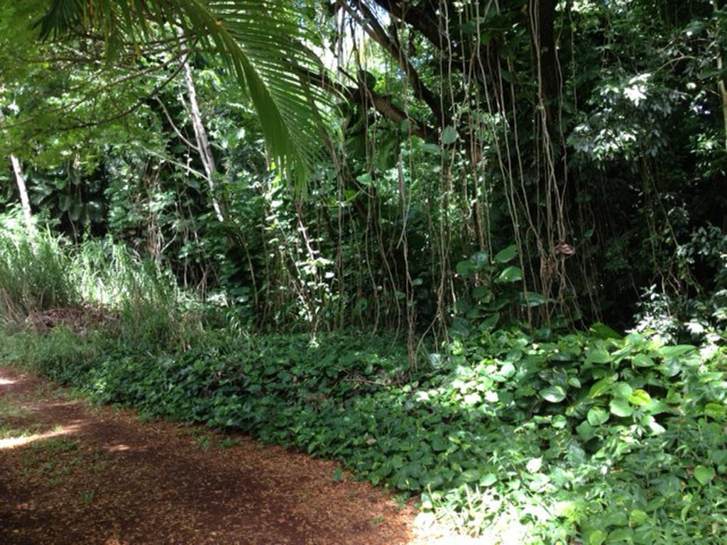 Heavenly Hana Paradise Hotel Room photo